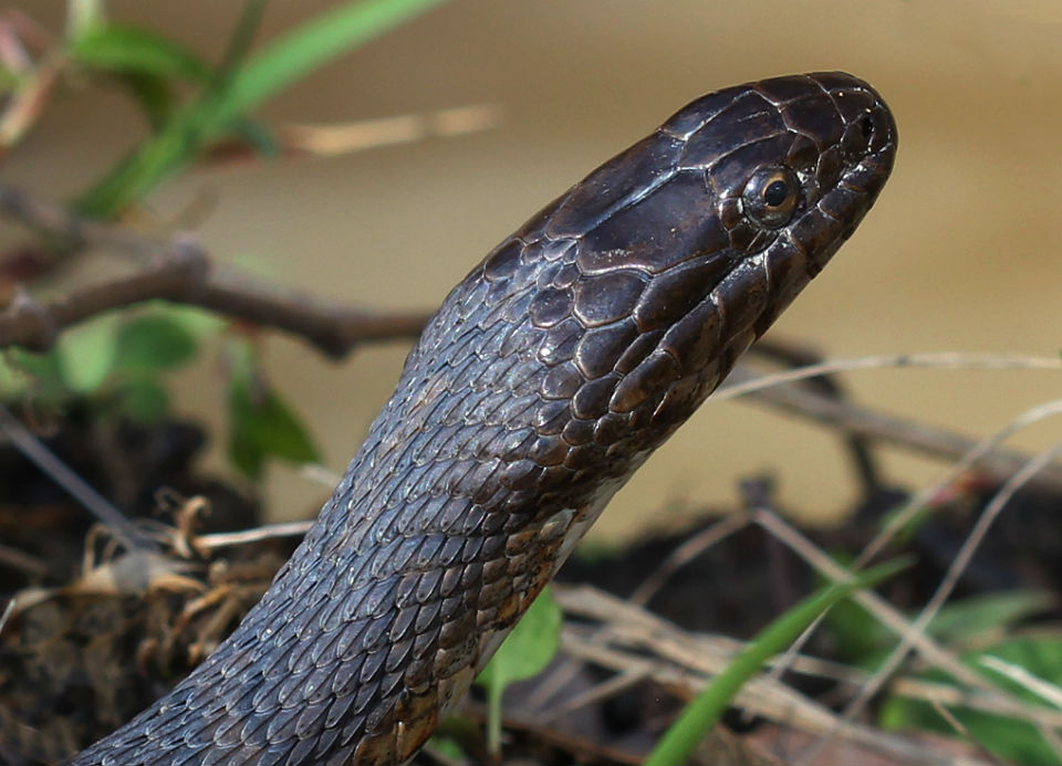 Northern Water Snake