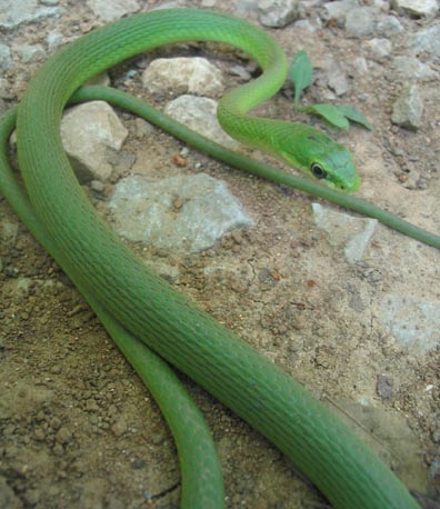 Green Snake