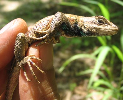 Fence Lizard