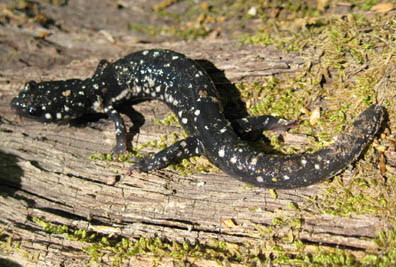 Slimy Salamander