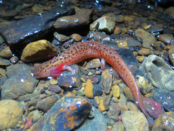 Red Salamander