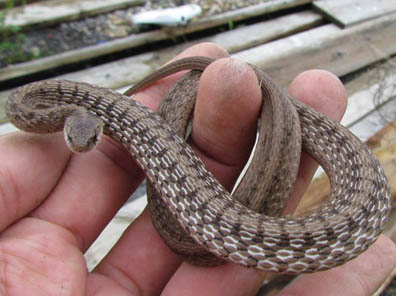 Midland Brown Snake