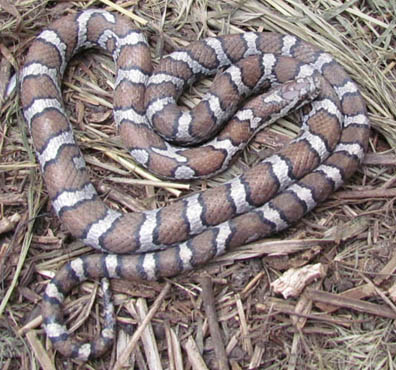 Eastern Milk Snake