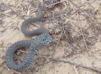 Blue Racer