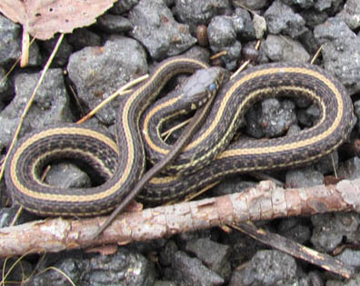 Plains Garter Snake