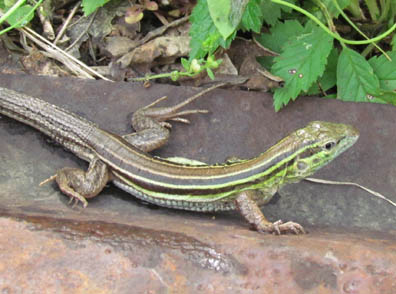 Six-lined Racerunner