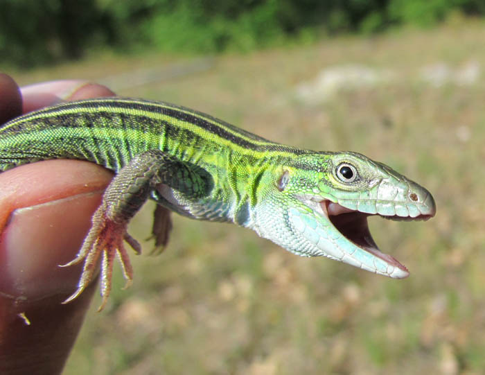 Prairie Racerunner
