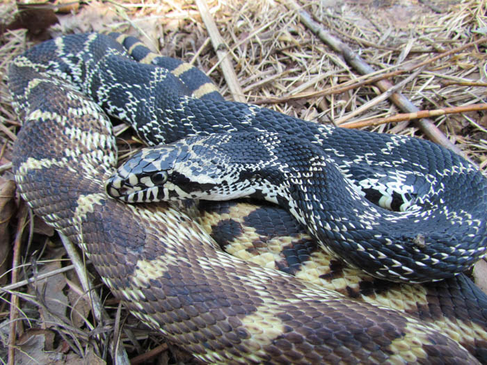 Bull Snake
