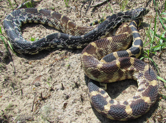 Bull Snake
