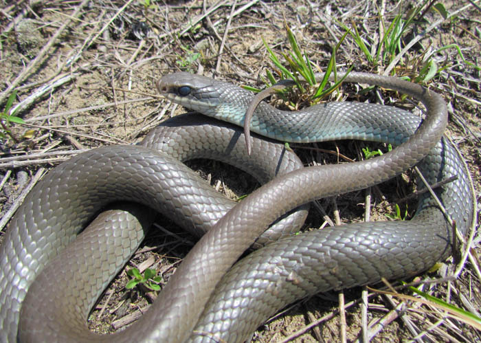 Blue Racer