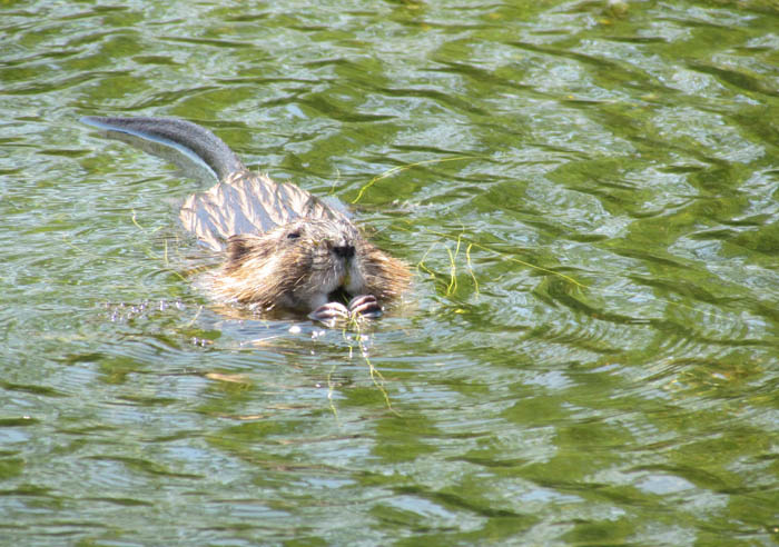 Muskrat