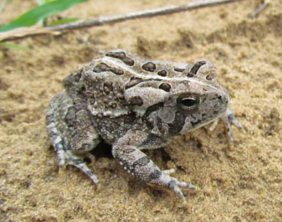 Fowlers Toad