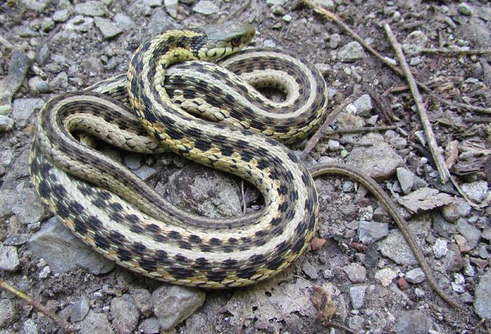 Eastern Garter Snake