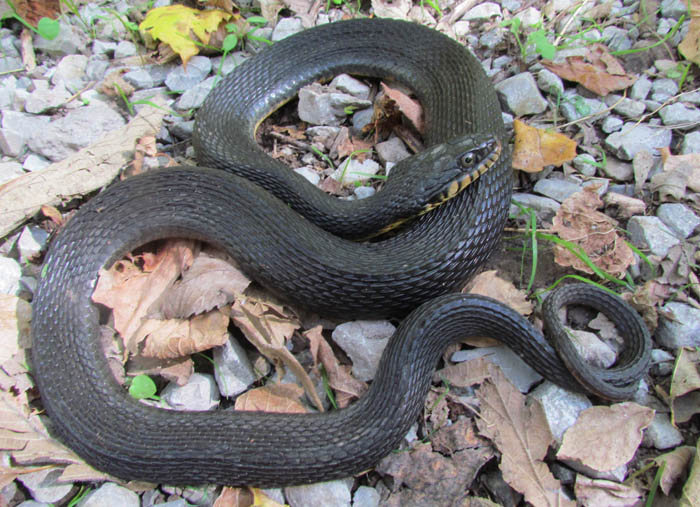 Yellowbelly Water Snake