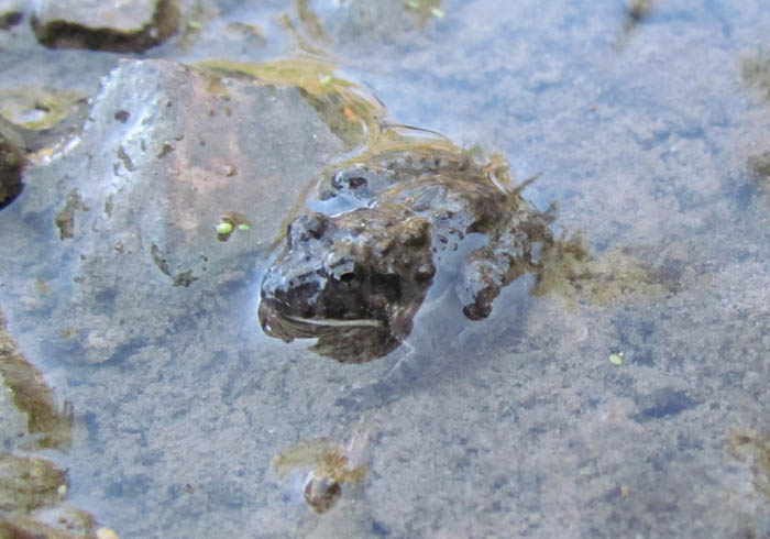 Cricket Frog