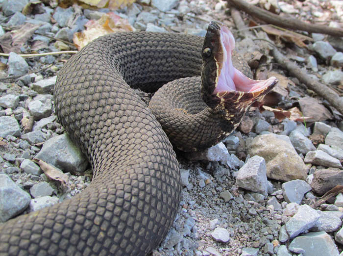 Western Cottonmouth