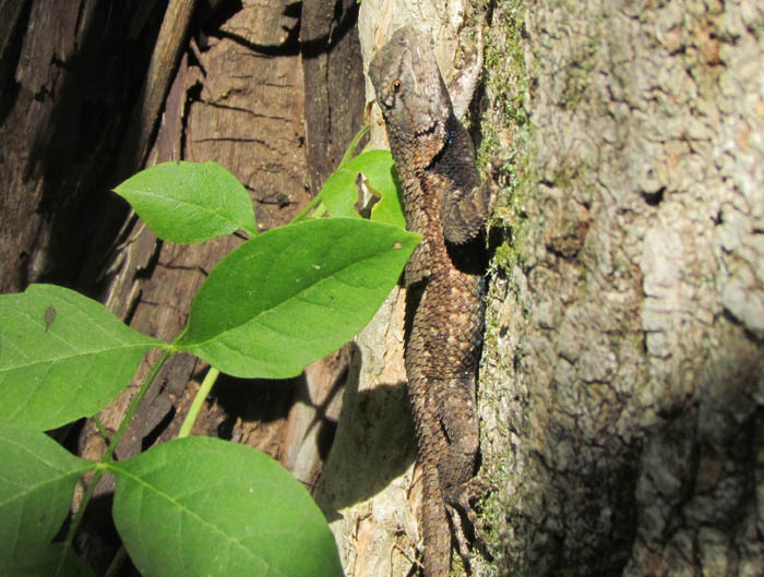 Eastern Fence Lizard