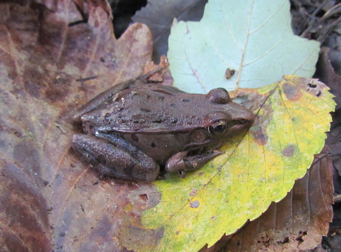 Leopard Frog