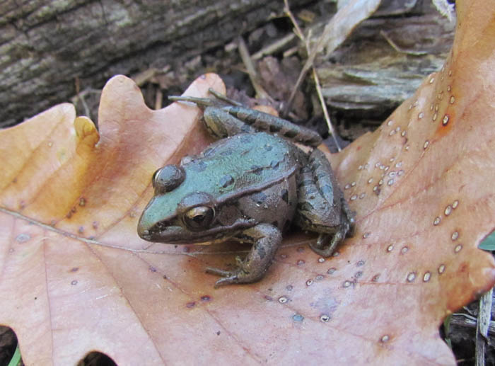 Southern Leopard Frog