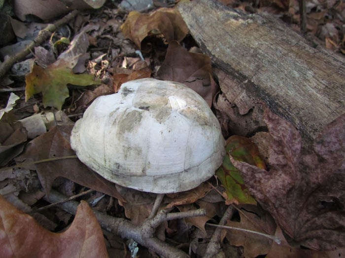 EBT Shell