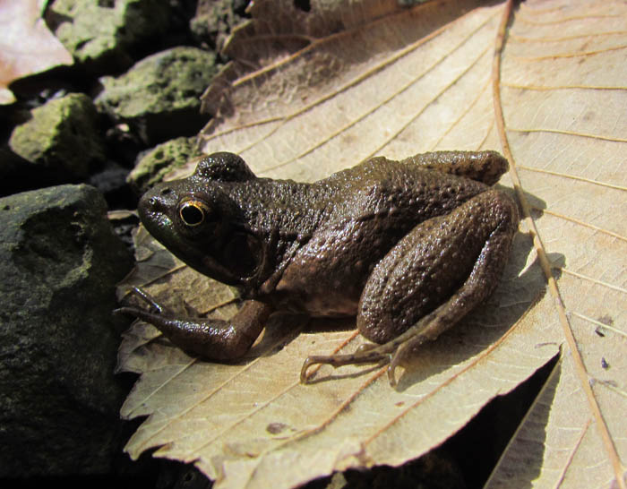Bullfrog