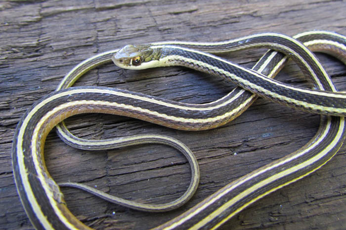 Eastern Ribbon Snake