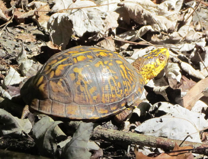 Eastern Box Turtle