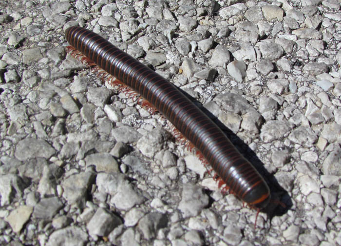 American Giant Millipede