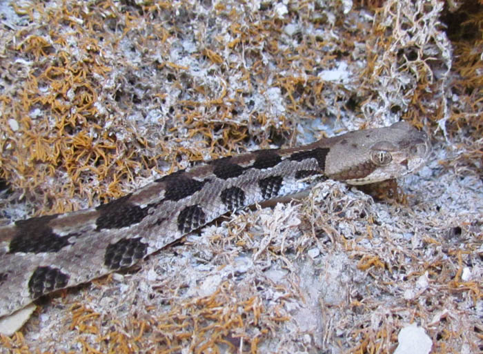 Timber Rattlesnake