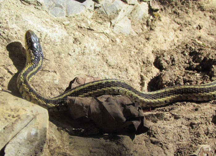 Garter Snake