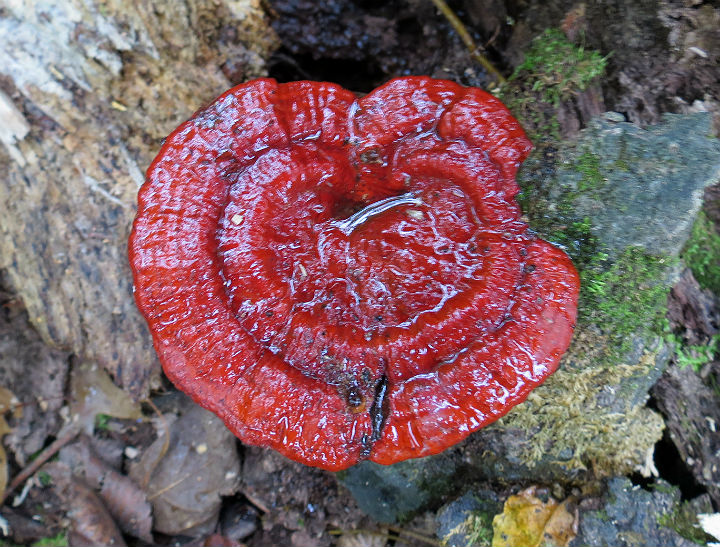 Heart-shaped Fungus