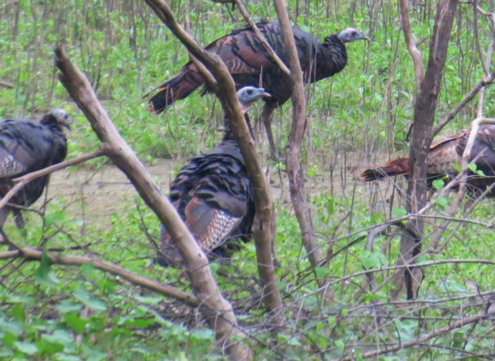 Wild Turkey
