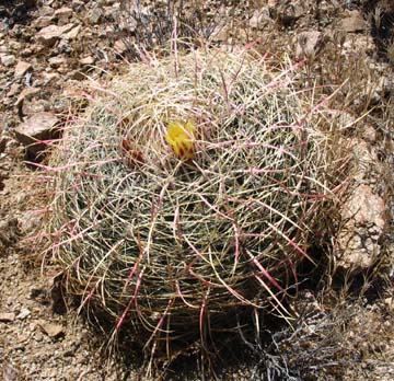 Barrel Cactus