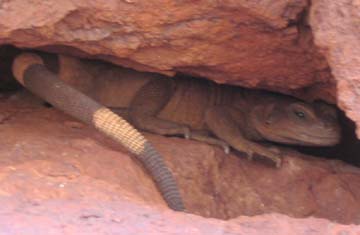 Chuckwalla