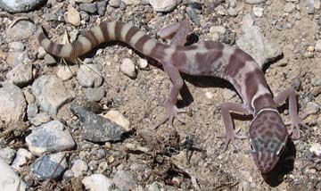 Gecko