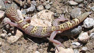 Gecko