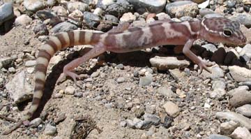 Gecko