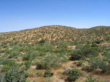 Green Desert