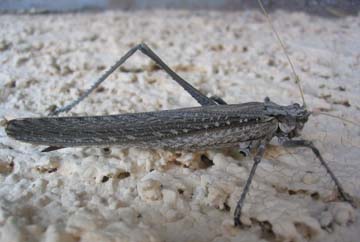 Katydid