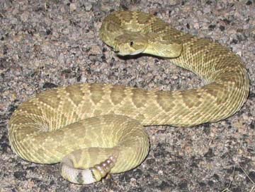 Mohave Rattlesnake