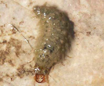 Water Bug