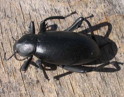 Big Beetle