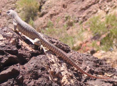 Desert Iguana