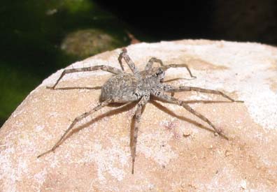 Fishing Spider