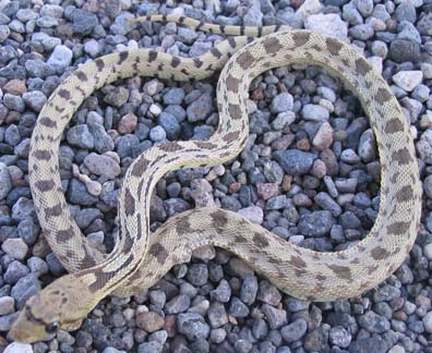 Gopher Snake