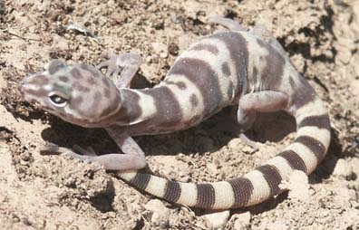 Gecko