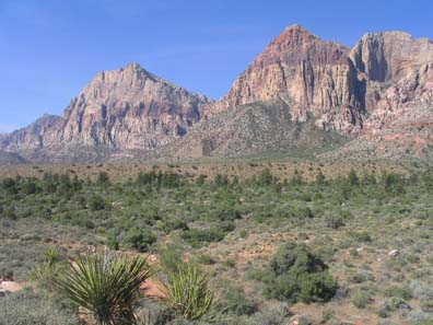 Green Desert