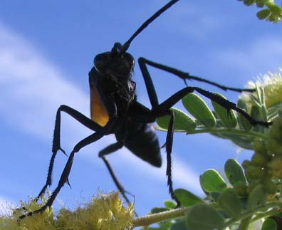 Tarantula Hawk