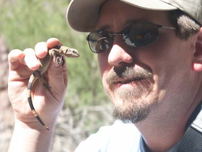 Chuckwalla