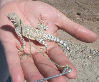 Lizard Hand